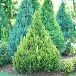 Pinpoint® Gold False Cypress -Great Garden Plants Sales Store pinpoint gold false cypress 2