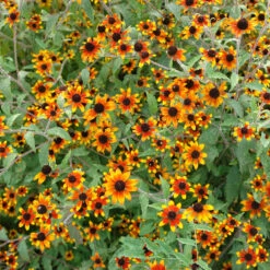 'Prairie Glow' Brown-Eyed Susan (Rudbeckia)