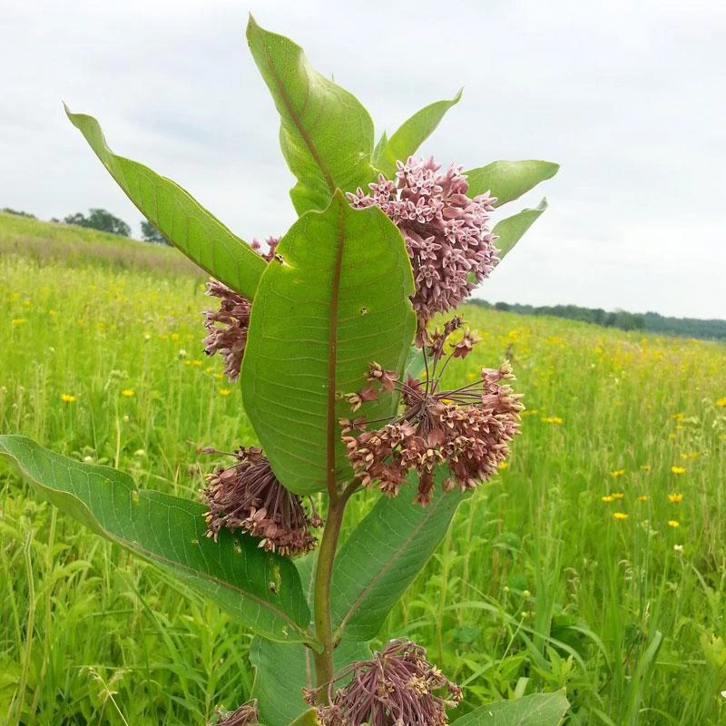 Prairie Milkweed 1 Prairie Milkweed
