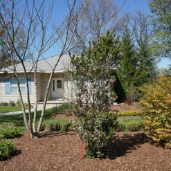 Zuzu® Flowering Cherry Shrub -Great Garden Plants Sales Store prunus zuzu 3 P