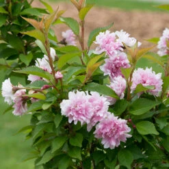 Zuzu® Flowering Cherry Shrub -Great Garden Plants Sales Store prunus zuzu 4 P