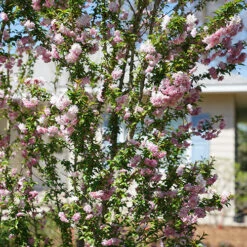 Zuzu® Flowering Cherry Shrub -Great Garden Plants Sales Store prunus zuzu 5 P