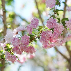 Zuzu® Flowering Cherry Shrub -Great Garden Plants Sales Store prunus zuzu 6 P