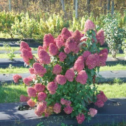 Quick Fire Fab® Panicle Hydrangea -Great Garden Plants Sales Store quick fire fab panicle hydrangea 1