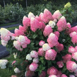 Quick Fire Fab® Panicle Hydrangea -Great Garden Plants Sales Store quick fire fab panicle hydrangea 2