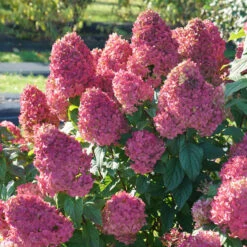 Quick Fire Fab® Panicle Hydrangea -Great Garden Plants Sales Store quick fire fab panicle hydrangea 3