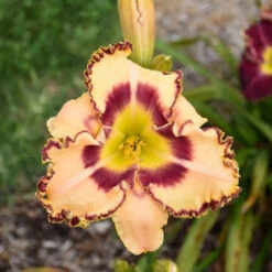 Rainbow Rhythm® 'King Of The Ages' Daylily -Great Garden Plants Sales Store rainbow rhythm king of the ages daylily 2