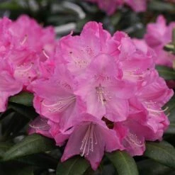 Dandy Man® Pink Rhododendron 6 Dandy Man® Pink Rhododendron -Great Garden Plants Sales Store rhododendron dandy man pink 1 sw