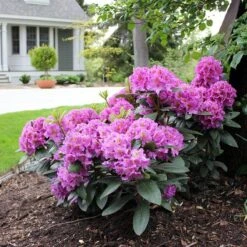 Dandy Man® Purple Rhododendron -Great Garden Plants Sales Store rhododendron dandy man purple 3 sw