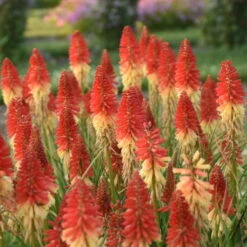 Pyromania™ 'Rockets Red Glare' Red Hot Poker -Great Garden Plants Sales Store rockets red glare red hot poker 2