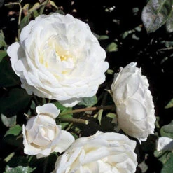 Cloud 10™ Climbing Rose -Great Garden Plants Sales Store rosa cloud 10 3 P sw
