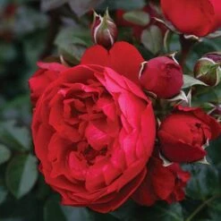 Florentina™ Climbing Rose -Great Garden Plants Sales Store rosa florentina 3 P sw
