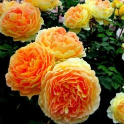 Climbing Rose Collection -Great Garden Plants Sales Store rosa garden sun 2