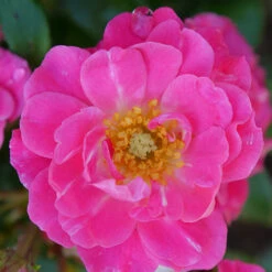 Oso Easy® Double Pink Rose -Great Garden Plants Sales Store rosa oso easy double pink 1 P