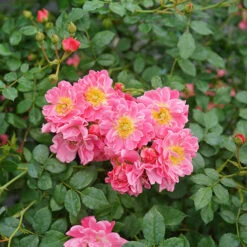Oso Easy® Double Pink Rose -Great Garden Plants Sales Store rosa oso easy double pink 3 P