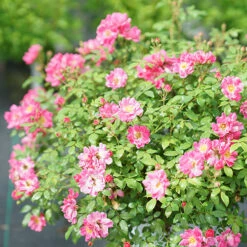 Oso Easy® Double Pink Rose -Great Garden Plants Sales Store rosa oso easy double pink 5 P