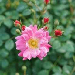 Oso Easy® Double Pink Rose -Great Garden Plants Sales Store rosa oso easy double pink 6 P