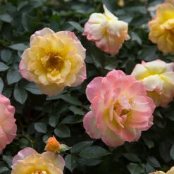 Oso Easy Italian Ice® Rose -Great Garden Plants Sales Store rosa oso easy italian ice 2 P