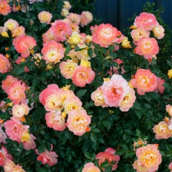 Oso Easy Italian Ice® Rose -Great Garden Plants Sales Store rosa oso easy italian ice 3 P