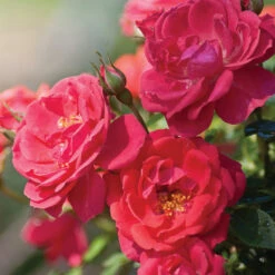 Oso Easy® Rose Collection -Great Garden Plants Sales Store rosa oso easy mango salsa 5