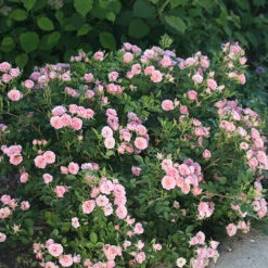 Oso Easy® Petit Pink Rose -Great Garden Plants Sales Store rosa oso easy petit pink 3 P