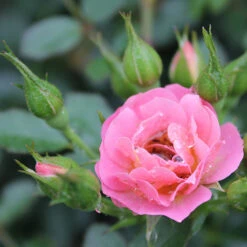 Oso Easy® Petit Pink Rose -Great Garden Plants Sales Store rosa oso easy petit pink 4 P