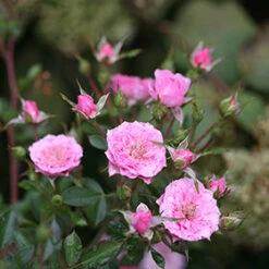 Oso Easy® Petit Pink Rose -Great Garden Plants Sales Store rosa oso easy petit pink 5 P