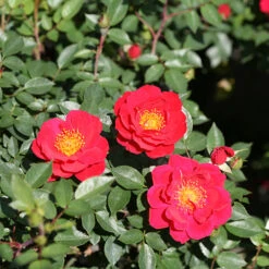 Oso Easy Urban Legend® Rose 12 Oso Easy Urban Legend® Rose -Great Garden Plants Sales Store rosa oso easy urban legend 4 P