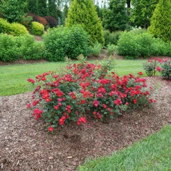 Oso Easy Urban Legend® Rose 11 Oso Easy Urban Legend® Rose -Great Garden Plants Sales Store rosa oso easy urban legend 5 P