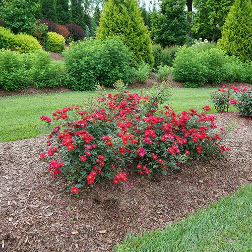 Oso Easy Urban Legend® Rose 5 Oso Easy Urban Legend® Rose - Image 5