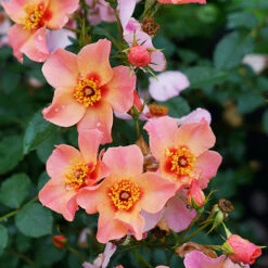 Ringo All-Star™ Rose -Great Garden Plants Sales Store rosa ringo all star 4 P