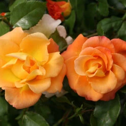 Great Garden Plants Sales Store -Great Garden Plants Sales Store rosa sunorita rose 2 P