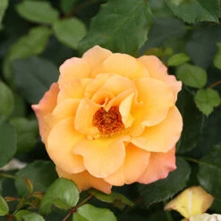 Suñorita® Rose 8 Suñorita® Rose -Great Garden Plants Sales Store rosa sunorita rose 4 P