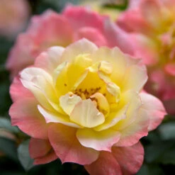 Oso Easy® Rose Collection -Great Garden Plants Sales Store rosa oso easy italian ice 1
