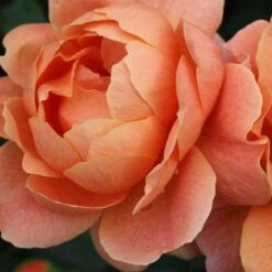 At Last® Rose 14 At Last® Rose -Great Garden Plants Sales Store rose at last 1 d9b20c95 5080 453d a623 f392d5739364 sw