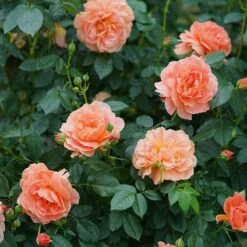 At Last® Rose 10 At Last® Rose -Great Garden Plants Sales Store rose at last 5 1378cb08 c8a9 4fff b785 ba8e03f8e03f sw
