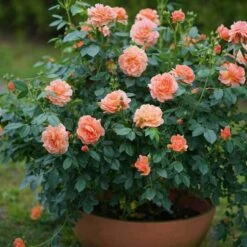 At Last® Rose 11 At Last® Rose -Great Garden Plants Sales Store rose at last 6 6442da98 63e6 4e17 9aa7 aba4220647ea sw