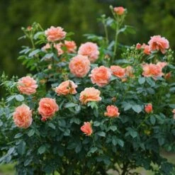 At Last® Rose 13 At Last® Rose -Great Garden Plants Sales Store rose at last 7 dc9913ef 0f17 4a08 a685 3e6ef1b62a99 sw