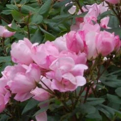 Blushing Knock Out® Rose -Great Garden Plants Sales Store rose blushing knock out 3 sw
