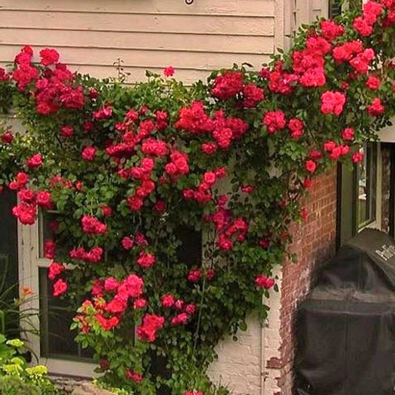 'Blaze' Climbing Rose 1 'Blaze' Climbing Rose