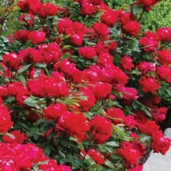 Double Knock Out® Rose -Great Garden Plants Sales Store rose double knock out 4 sw