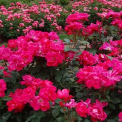 Knock Out® Rose -Great Garden Plants Sales Store rose knock out 3