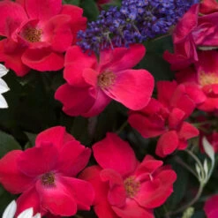 Knock Out® Rose -Great Garden Plants Sales Store rose knock out 4