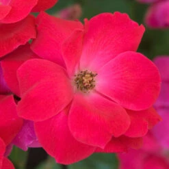 Knock Out® Rose -Great Garden Plants Sales Store rose knock out 5