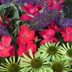 Knock Out® Rose -Great Garden Plants Sales Store rose knock out 7