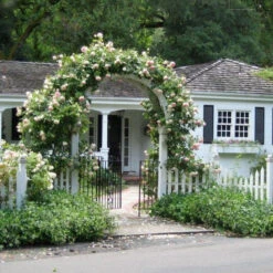 Climbing Rose Collection -Great Garden Plants Sales Store rose new dawn 2 5c48738e b34f 4e7e 804a 08129c8e8c0c