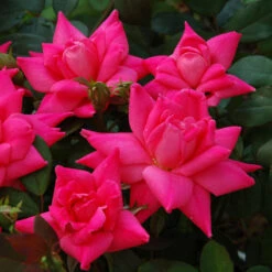 Pink Double Knock Out® Rose -Great Garden Plants Sales Store rose pink double knock out 3