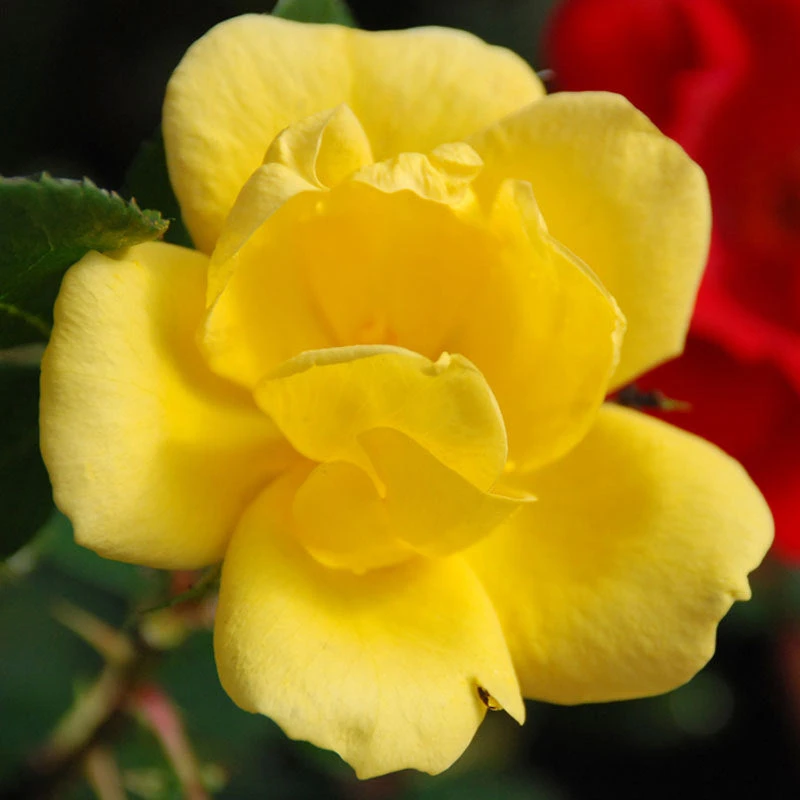 Sunny Knock Out® Rose 1 Sunny Knock Out® Rose