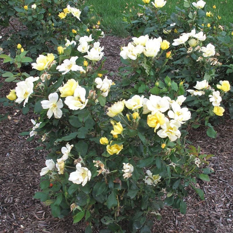 Sunny Knock Out® Rose 2 Sunny Knock Out® Rose - Image 2