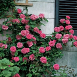 'Zéphirine Drouhin' Climbing Rose